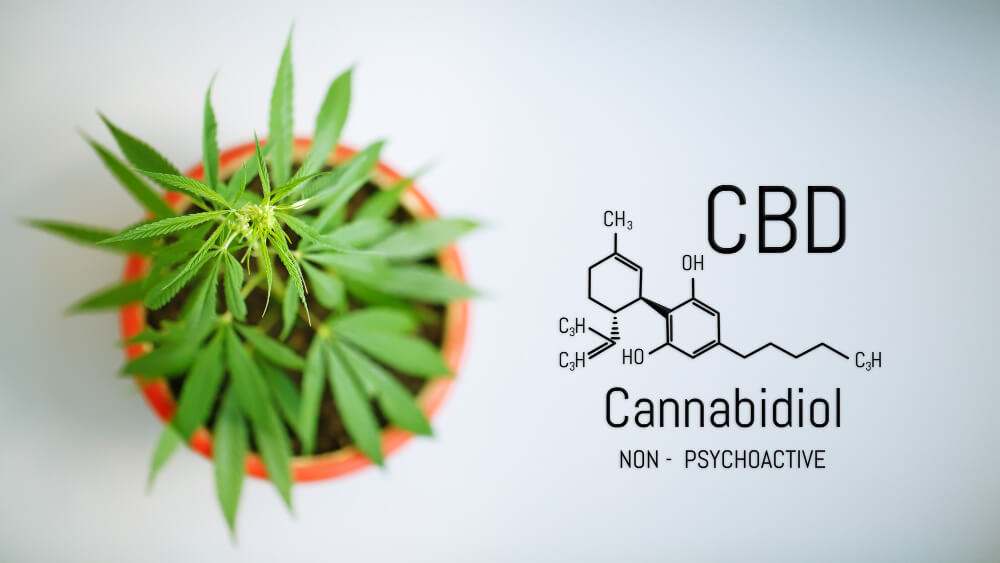 Où acheter la meilleure fleur de CBD ?